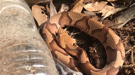 Copperheads are just absolutely beautiful : r/snakes