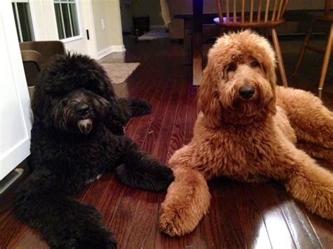 Goldendoodles can get pretty big. In-home behavior skills are so ...