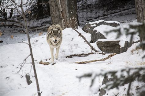 artstation  wolf reference   artists resources