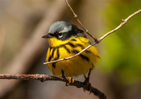 Magnolia Warbler Bird Facts - Setophaga Magnolia - A-Z Animals