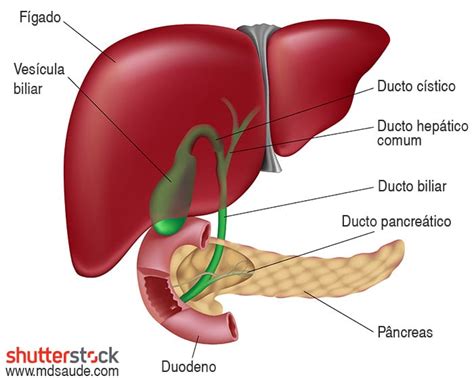 Qual É O Lado Da Vesícula - PEDRA NA VESÍCULA | Sintomas, causas e cirurgia