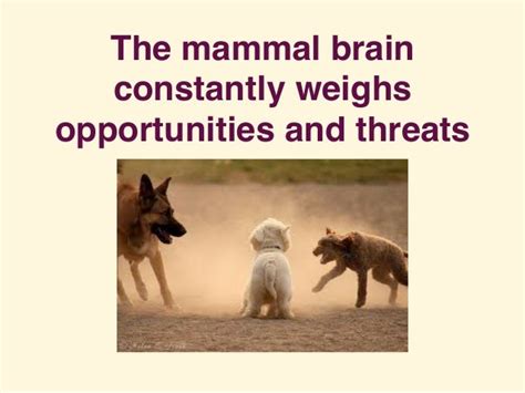 Mammalian Brain Chemistry Explains Everything