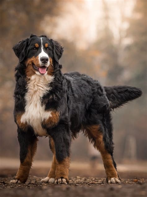 bernese mountain burmese mountain dogs dogs dogs  puppies