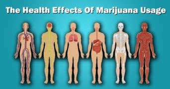 The Negative Marijuana Health Effects - External Health Effects From ...