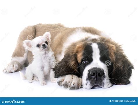 Puppies Chihuahua And Saint Bernard Stock Photo - Image of purebred ...