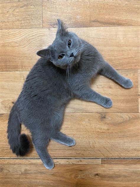 Russian Blue Mix Kitten