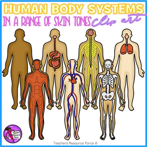 Human Body Systems Science Realistic Clip Art - shop.trf.one