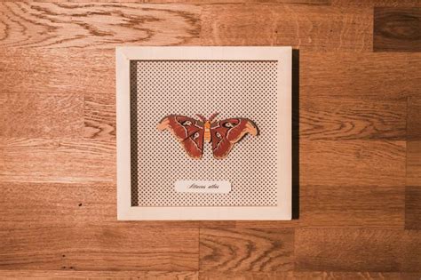 Attacus Atlas