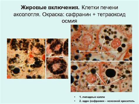 Цитология ВКЛЮЧЕНИЯ НЕКЛЕТОЧНЫЕ СТРУКТУРЫ Органеллы – постоянные