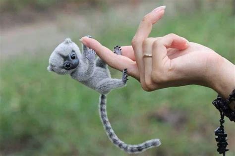 how much does it cost to buy a monkey