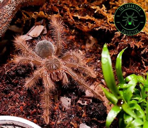 goliath birdeater tarantula theraphosa blondistirmi care