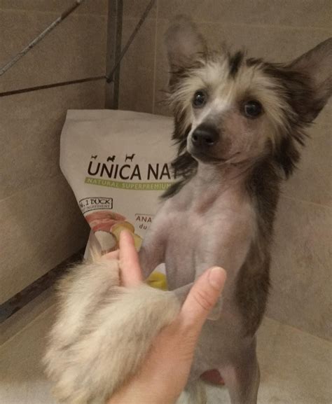 Корм для собак Unica Natura: отзывы и разбор состава - ПетОбзор