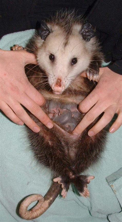 baby possum    lawrence henry blog