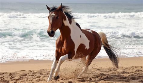 fun facts   american paint horse helpful horse hints