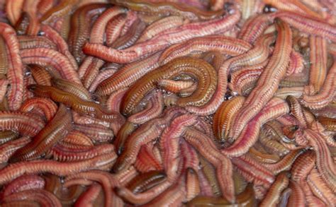 gia ruoi bao nhieu tien cap nhat gia ban moi nhat