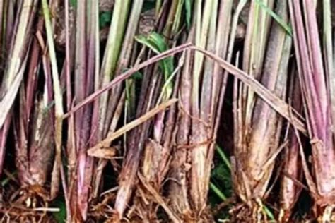 inilah rahasia kandungan serai wangi bagi kesehatan  warta