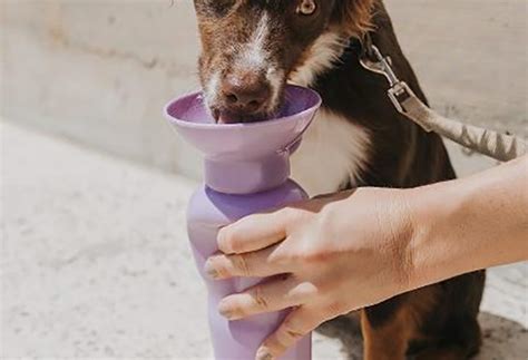 5 Shocking Facts About The Springer Dog Water Bottle's Surprising Owner