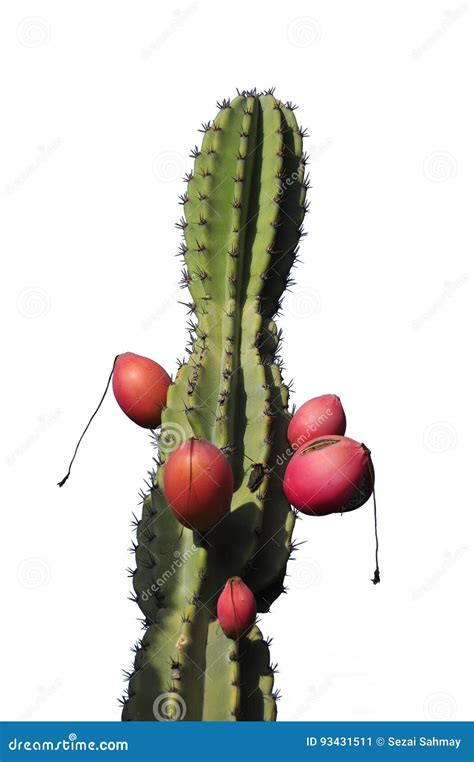 Cactus stock illustration. Illustration of world, showy - 93431511