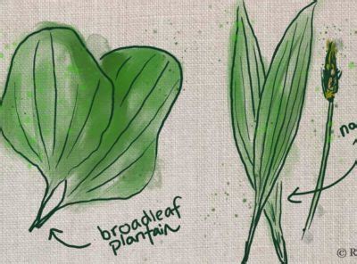 Lambsquarters Identification: How to Forage this Edible Wild Plant - RusticWise