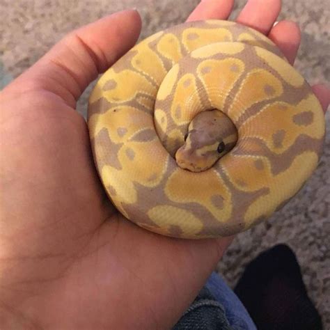 introducing monty  banana morph ball python