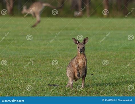 Eastern grey kangaroos stock photo. Image of joey, icon - 23408380