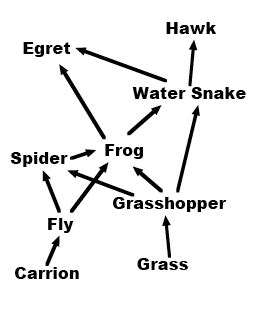 food web  happy scientist