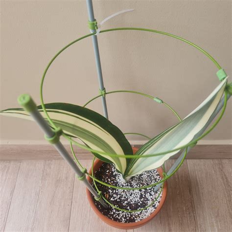 Sansevieria beauty queen (Dracenea guineenses), Furniture & Home Living ...
