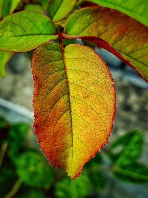 daun tekstur warna foto gratis  pixabay pixabay