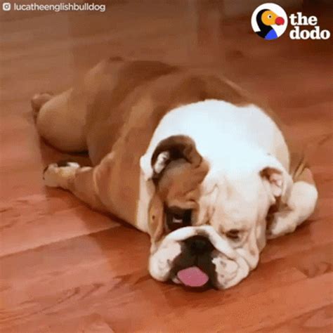 Bulldog GIFs | Tenor