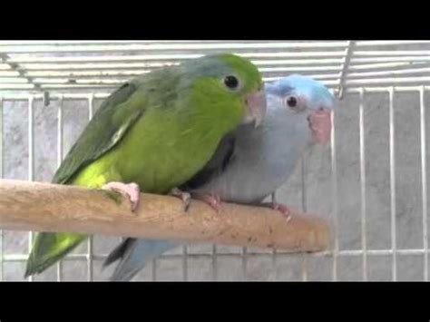 breeding pair  pacific parrotlets parrotletbirdscom youtube