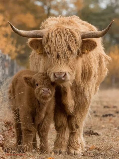 Cute Highland Cattle