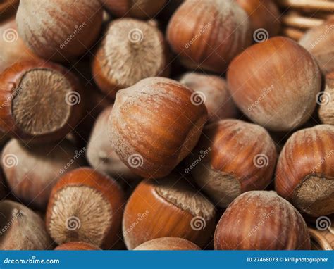 filberts stock   royalty  stock