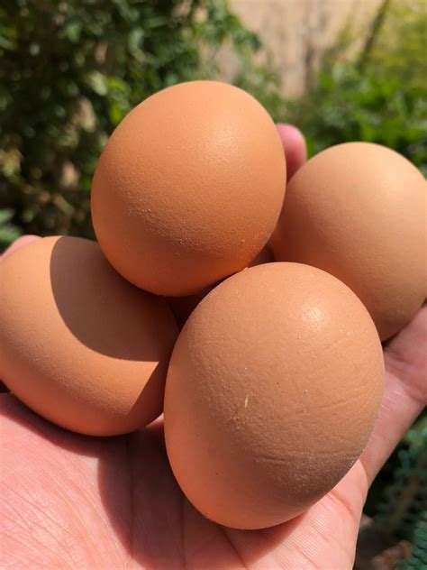 Cage Free Organic Brown Eggs (30 Pcs) - Khhet