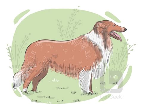 definition meaning  collie langeek