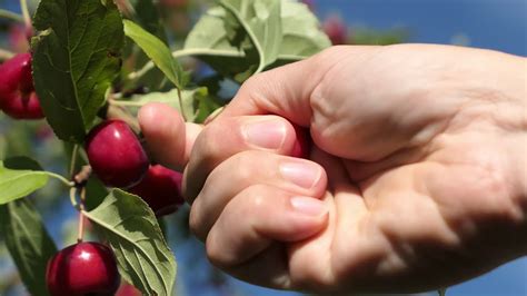 premium stock video man picking fruit  tree  harvest time