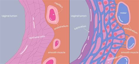 The Intriguing Science Behind Female Arousal | Vella