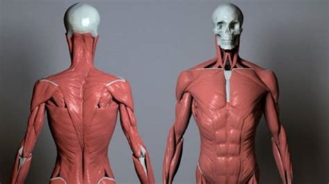 anatomy  production