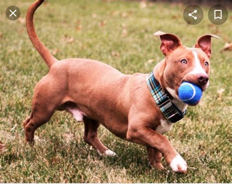 mix   pitbull  weiner dog raww