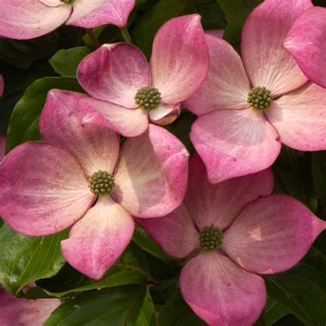 Buy Cornus Kousa Miss Satomi | J Parker Dutch Bulbs Dogwood, Parker ...