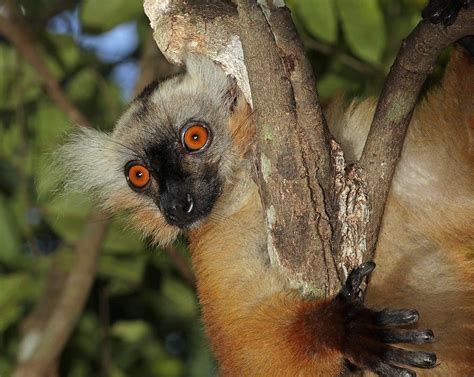 Black Lemur, Eulemur macaco | New England Primate Conservancy