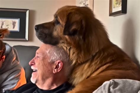 Vídeo: Cachorro gigante protagoniza momento fofo com vovô e viraliza