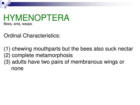 PPT - HYMENOPTERA PowerPoint Presentation, free download - ID:1009454