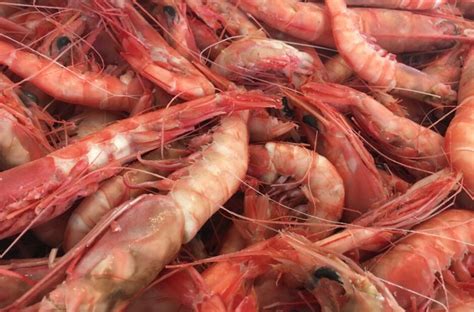 White, Brown, Pink, Red: Learn the Colors of Gulf Shrimp - Eat Alabama ...