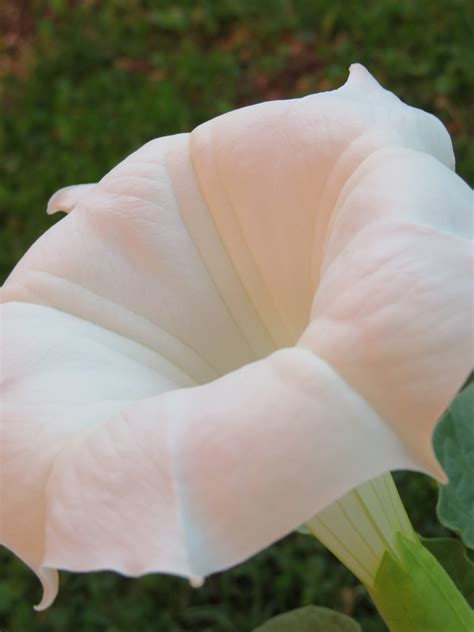 datura flower white  photo  pixabay