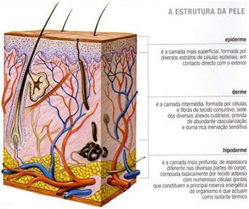 Qual A Função Da Pele - A pele e as suas funções | Estética e Saúde
