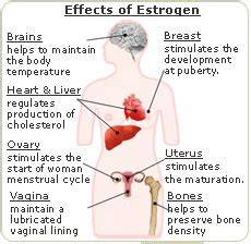 Recognize in a clever way the different Effects of Estrogen