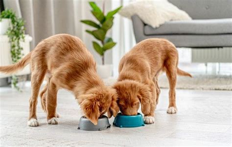 Comendo A Cachorrinha - Dois cachorrinhos comendo em tigelas no chão em casa | Foto Premium ...