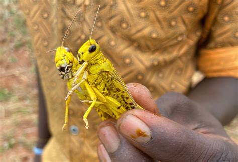 Locust Plague Devours 40,000 Tonnes Of Vegetation Earth's, 58% OFF