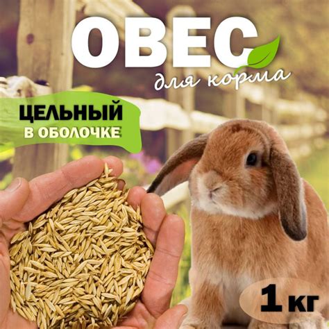 Овес корм для кроликов, шиншилл, попугаев, грызунов (цельный) 1 кг ...