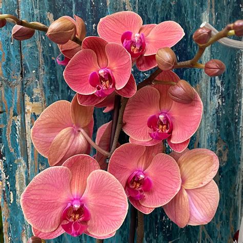 phalaenopsis asian coral pot size cm moth orchid  boma